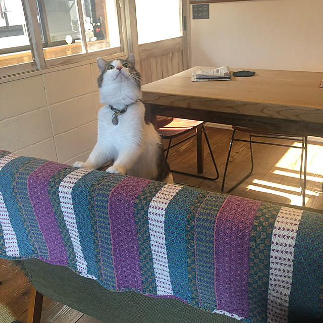Kiiさんの実例写真