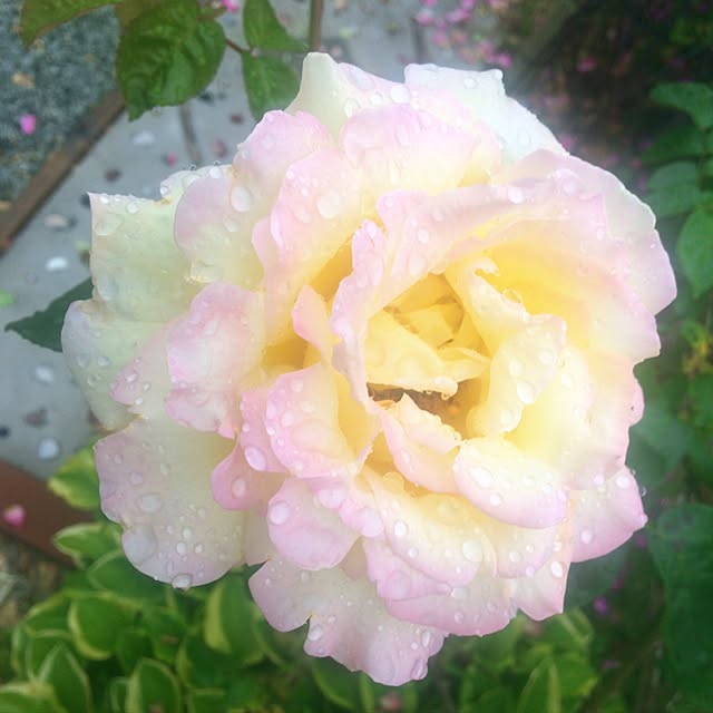 HappyRoseさんの実例写真