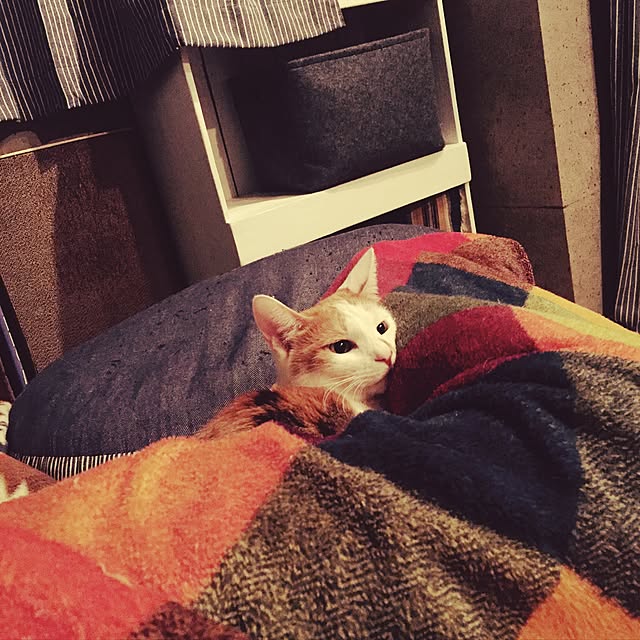 ziziguguさんの実例写真