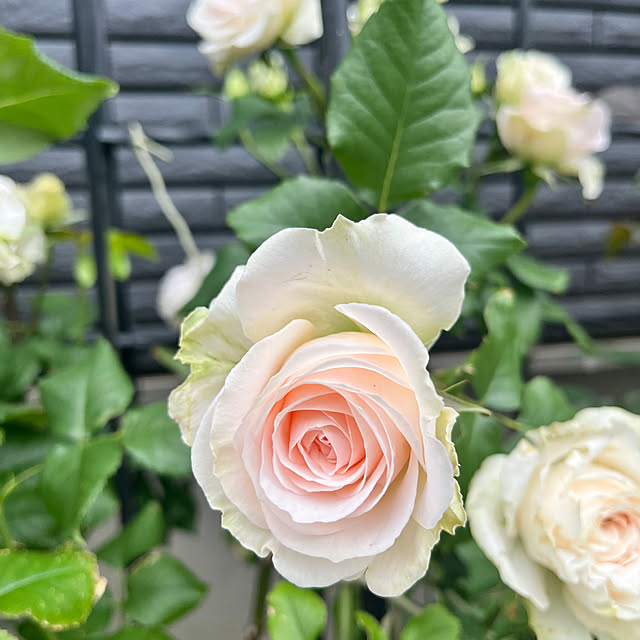 negichanさんの部屋