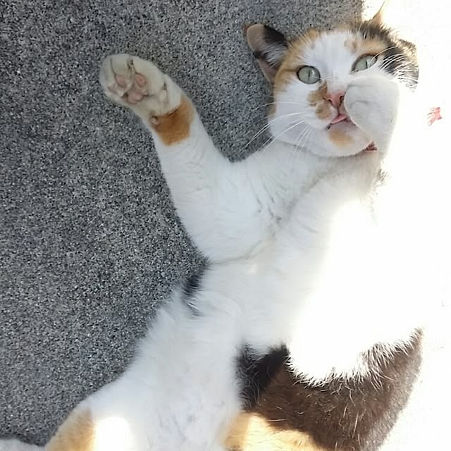 lemoned1126さんの実例写真