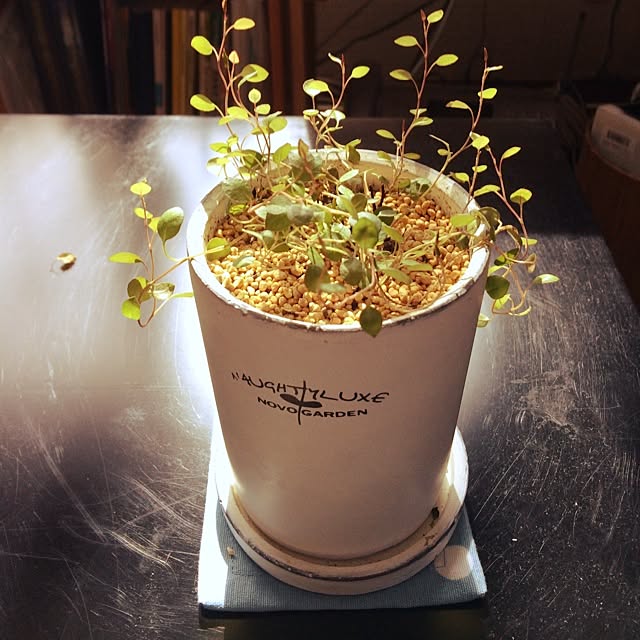 机/観葉植物のインテリア実例 - 2014-09-21 09:31:18