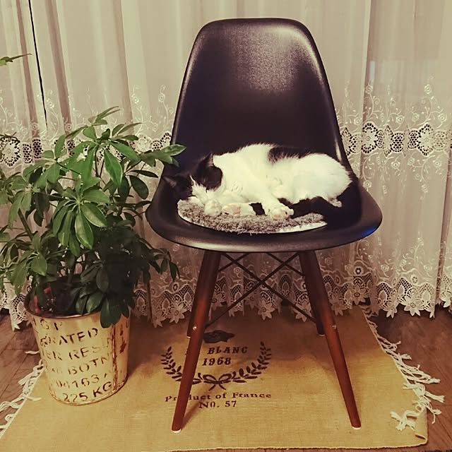 genさんの実例写真