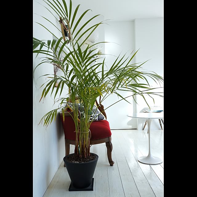 Design papa Ka-tuさんの実例写真