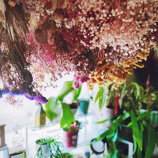壁/天井/花のある暮らし/植物のある生活/植物のある暮らし/吊り下げ観葉植物...などのインテリア実例 - 2020-08-27 08:19:30