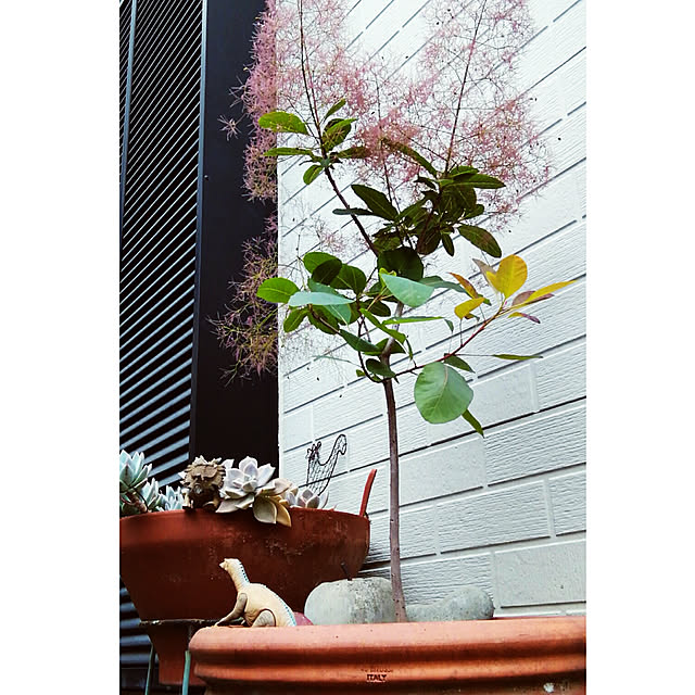 naive.coccoさんの実例写真