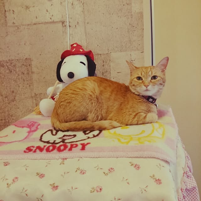 fu-ka24さんの実例写真