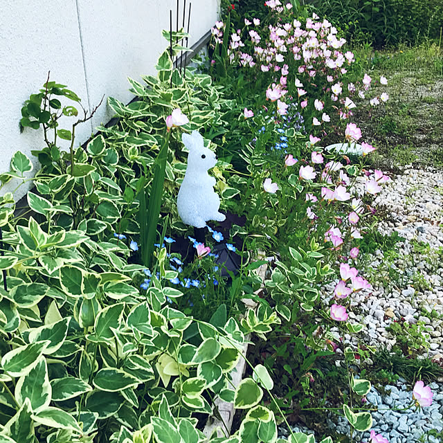 portulacaさんの実例写真