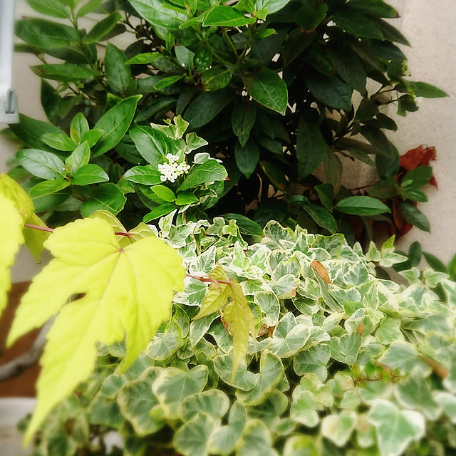 naopyiさんの実例写真