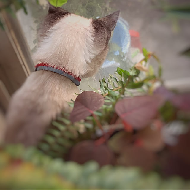 TOYTOYさんの実例写真