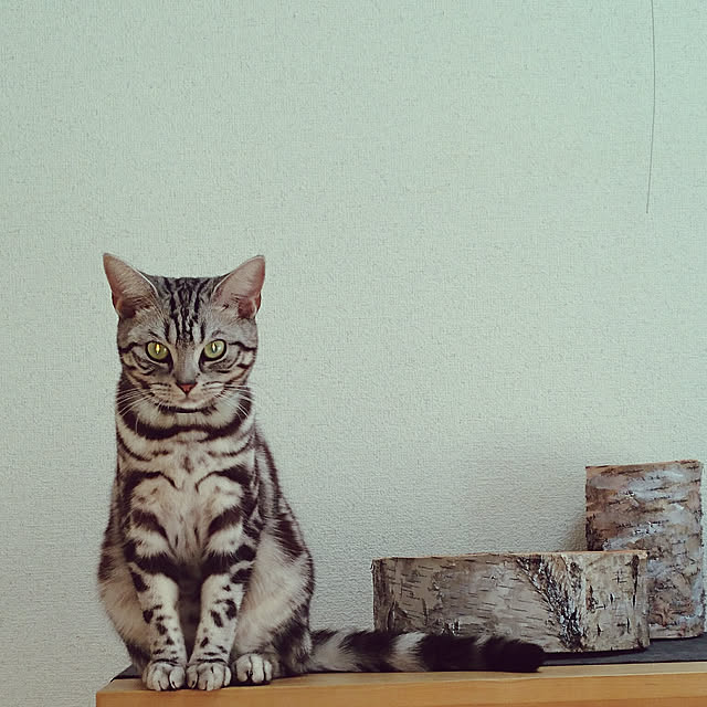 CatClipさんの実例写真