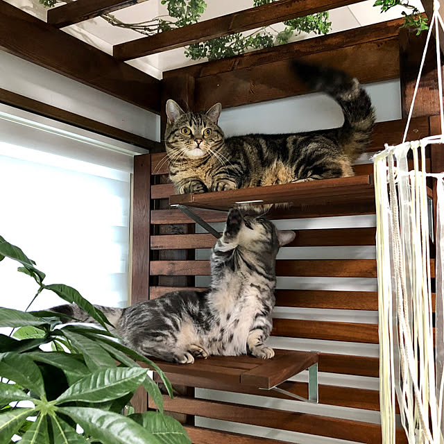 harulalalaさんの実例写真