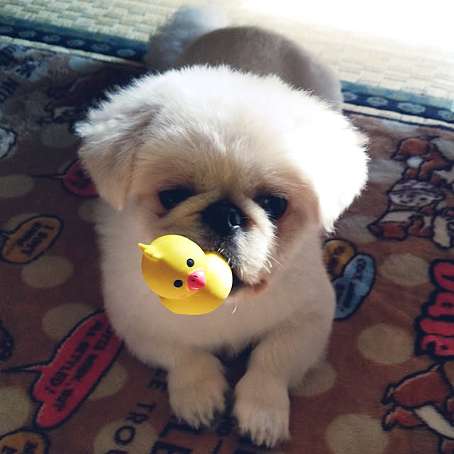 RINENさんの実例写真