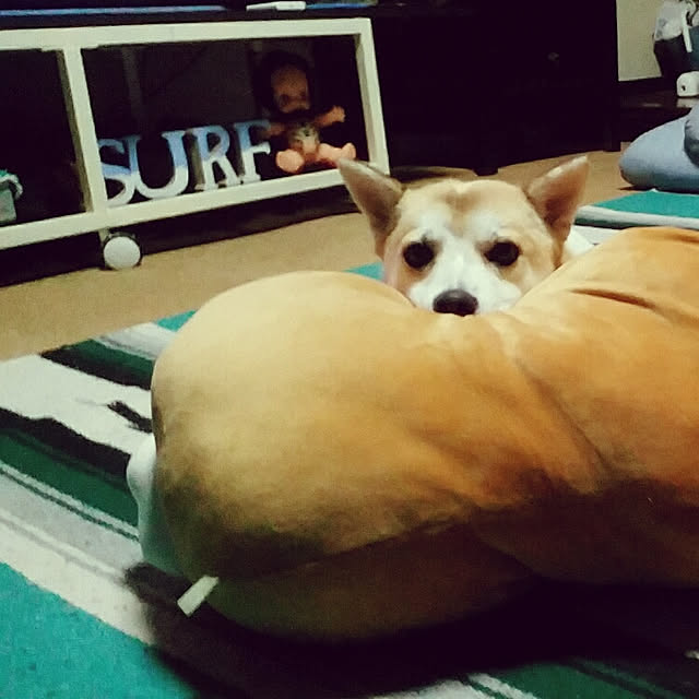 catLoverさんの実例写真