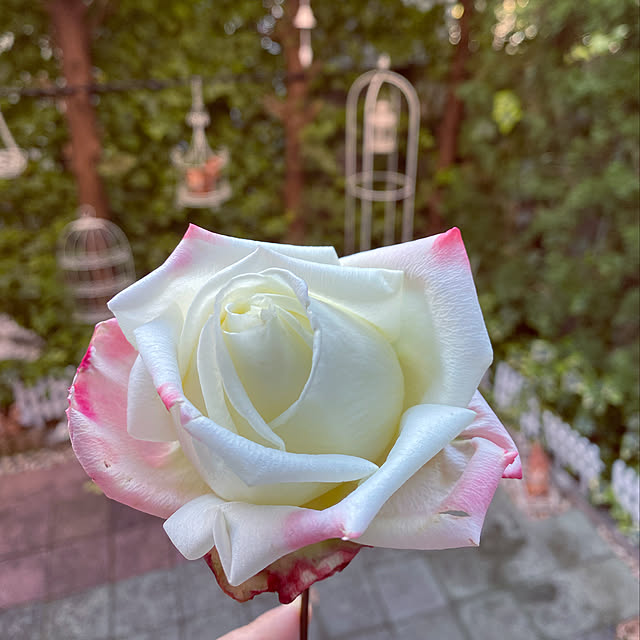 RoseLife5818さんの実例写真