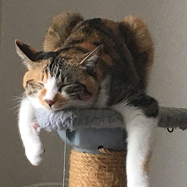 ringingさんの実例写真