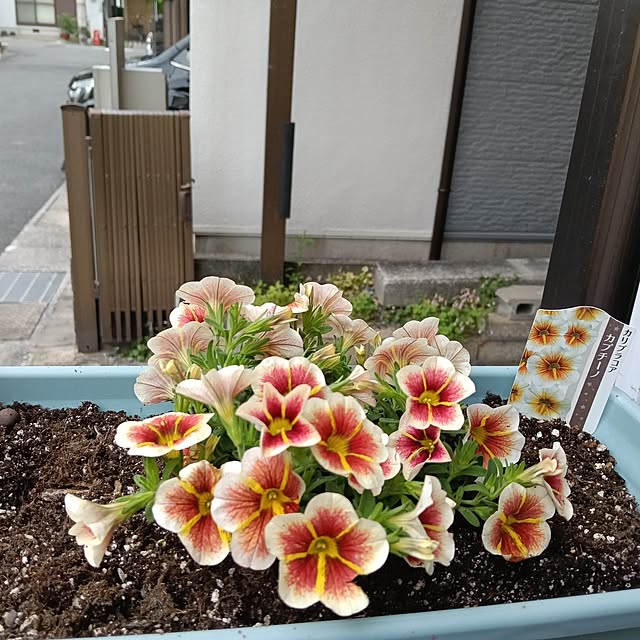 maaamiさんの実例写真