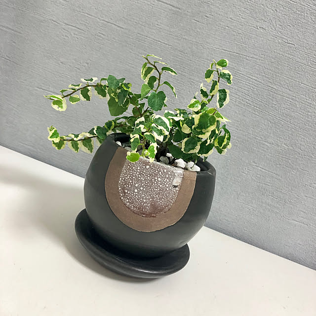 観葉植物/フィカスプミラ/中古マンションリノベーション/リフォーム/リノベーション...などのインテリア実例 - 2021-08-12 20:44:38