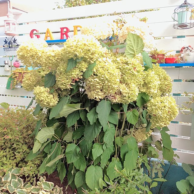 Miyumamaさんの実例写真