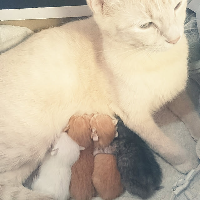 MIHさんの実例写真