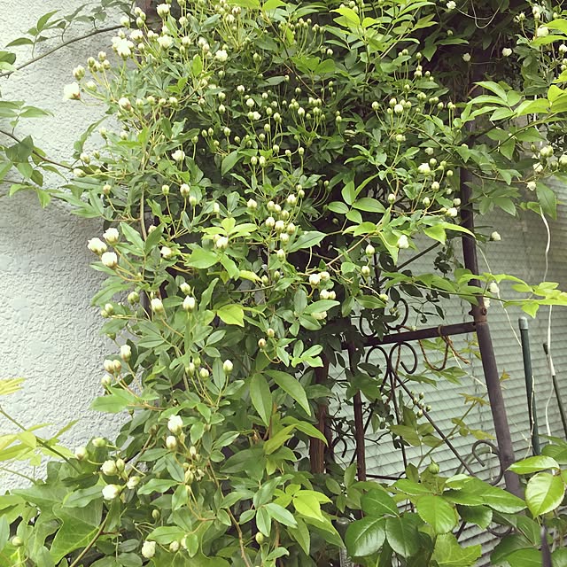greenroseさんの実例写真
