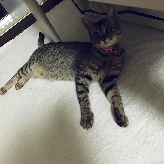 sayasさんの実例写真