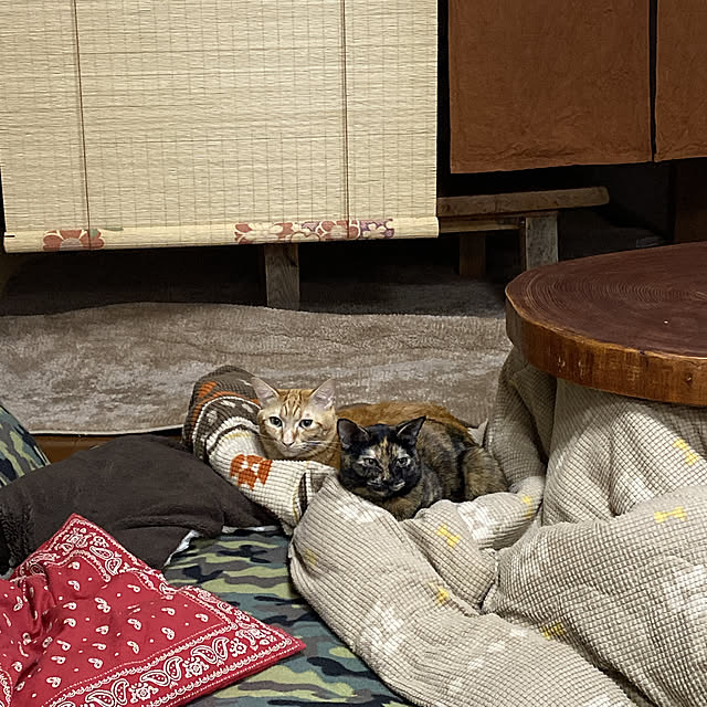 tornadeさんの実例写真
