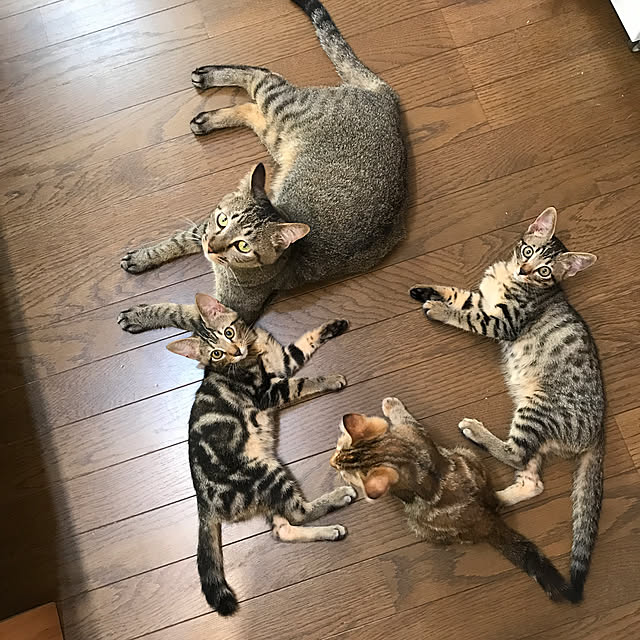 pepeさんの実例写真