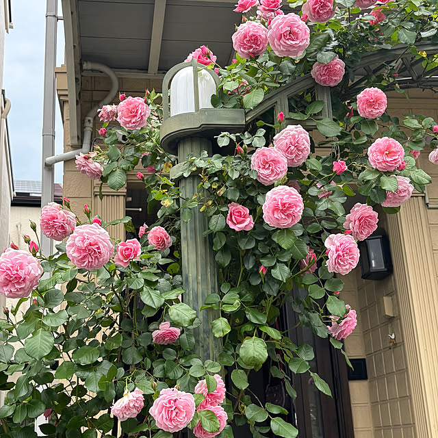 sakuraさんの部屋