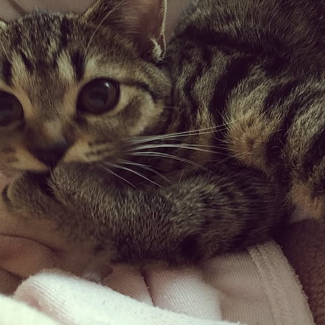 catwomanさんの実例写真