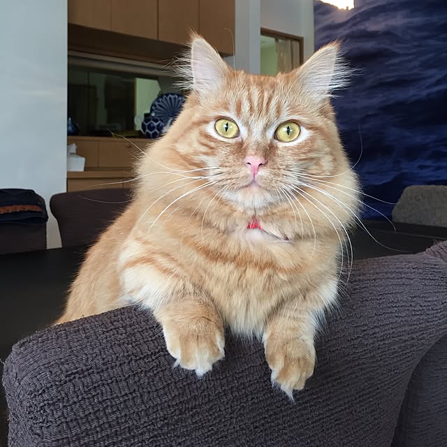 rintomoさんの実例写真