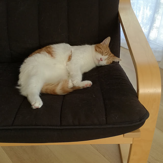 リビング/ねこのいる日常/IKEAのインテリア実例 - 2020-11-23 18:53:07
