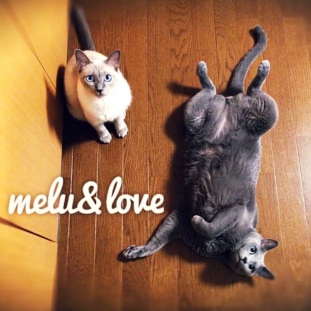 poiさんの実例写真