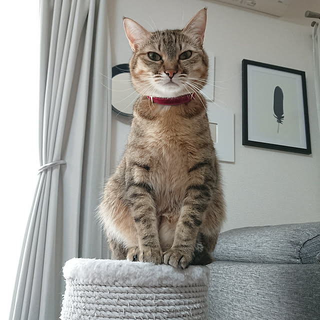 maikyさんの実例写真