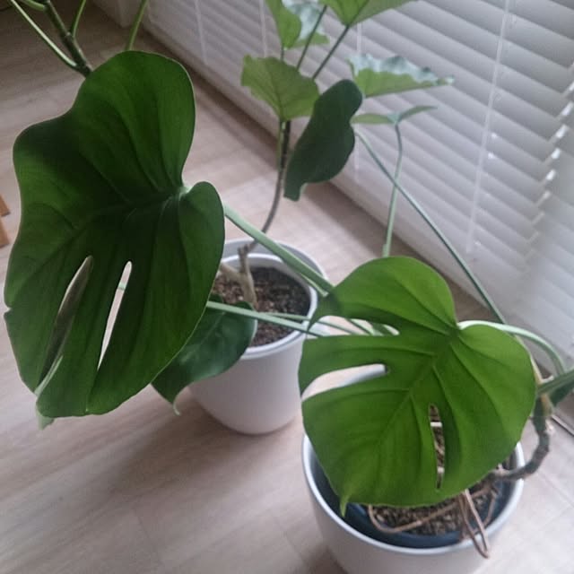 macoさんの実例写真