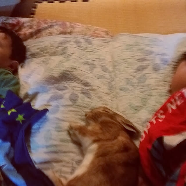 rabbitさんの実例写真