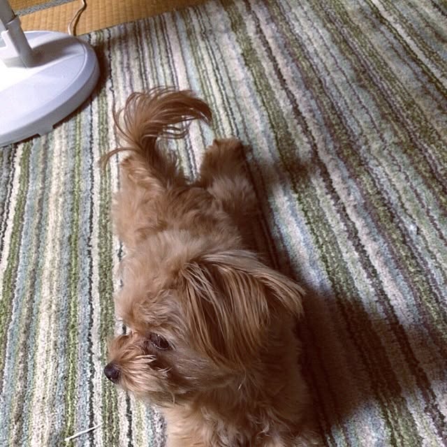 Reniさんの実例写真