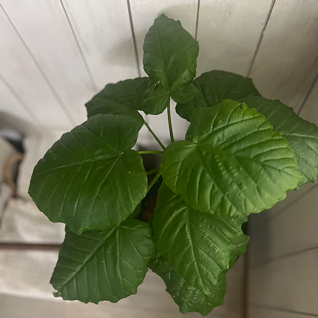 rookuさんの部屋