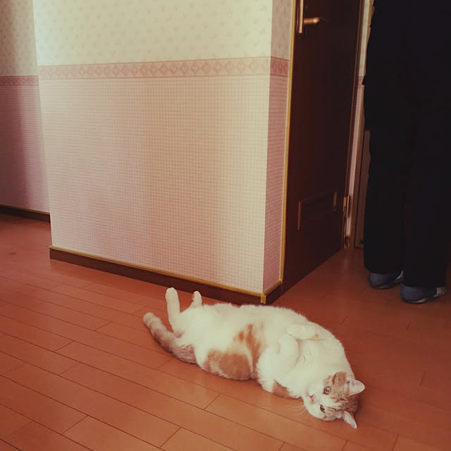 kikufujiさんの実例写真