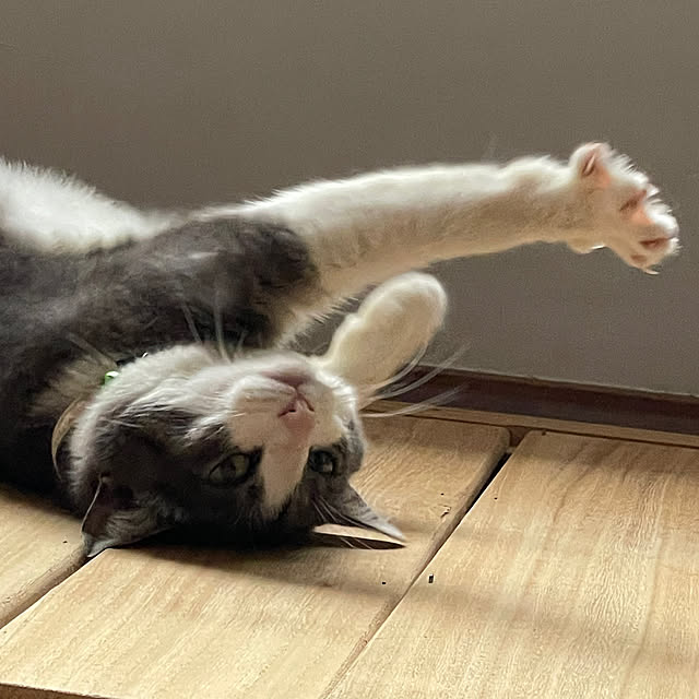 nekosamaさんの部屋