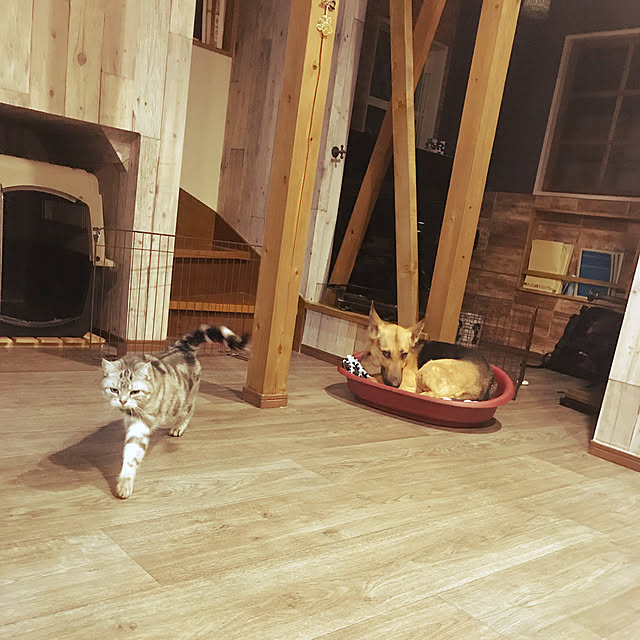 nekomaさんの実例写真