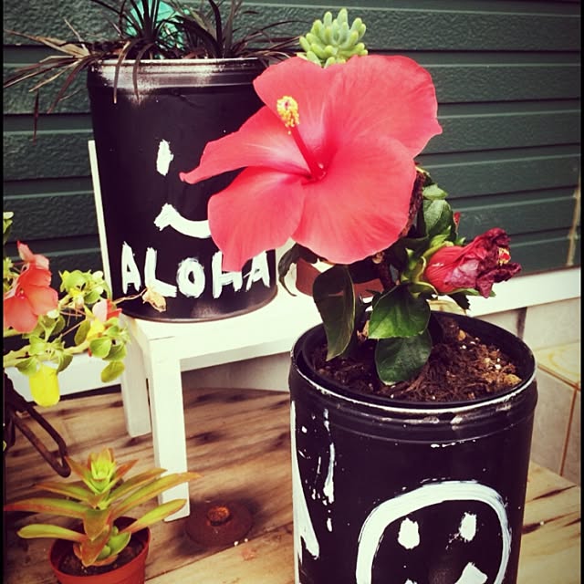 moanaさんの実例写真