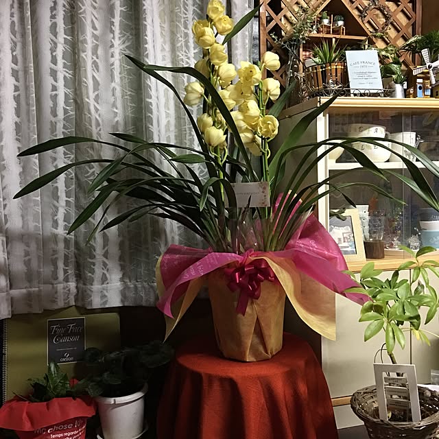 akekuroankoさんの実例写真