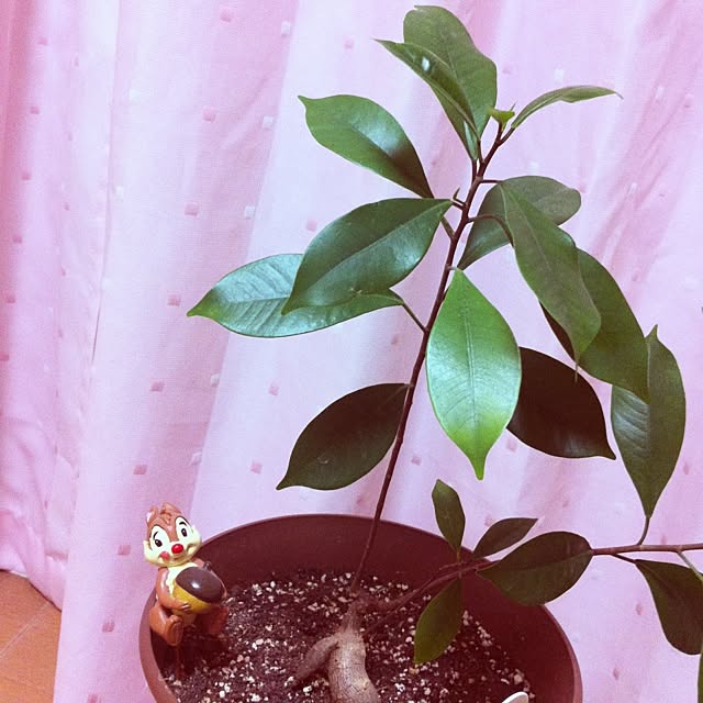 ayaaa-0409さんの実例写真