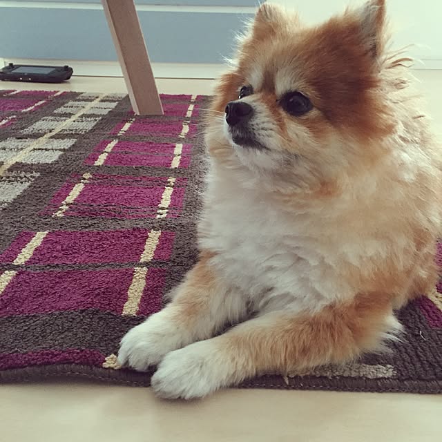 pariさんの実例写真