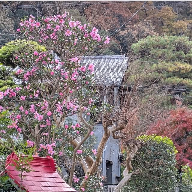 ku-garnet18さんの部屋