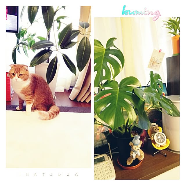 kumingさんの実例写真
