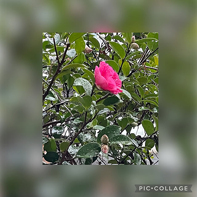 buchiさんの実例写真