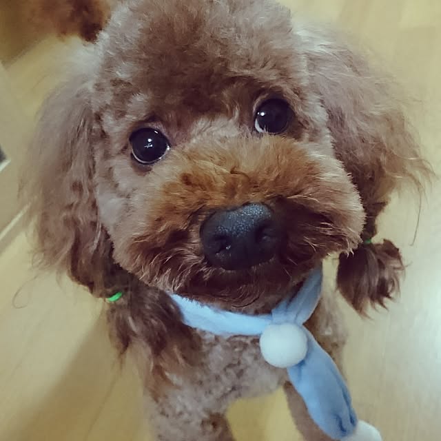 kotamamaさんの実例写真