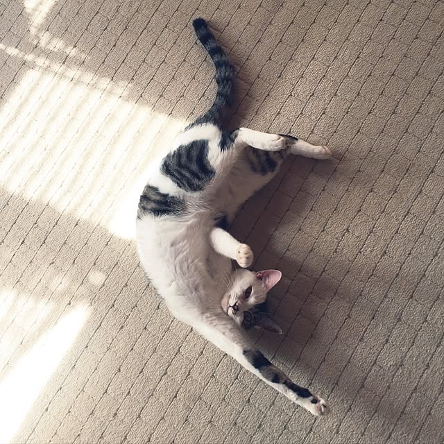 yocchiさんの実例写真